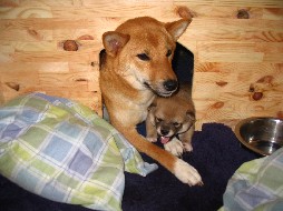 http://shiba-inu-von-der-honigsburg.de/shiba/bilder/Wurfkiste.JPG