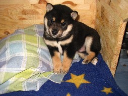 http://shiba-inu-von-der-honigsburg.de/shiba/bilder/cash.jpg